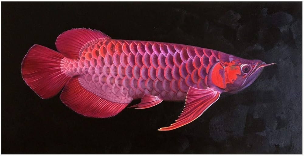 Cá rồng bị stress nằm đáy dấu hiệu và cách xử lý 6 Red Dragon Fish - high quality hand-painted original oil painting, Scleropages legendrei, Asian Arowana, Red Arowana,Beautiful Tropical Fish : Buy Online at Best Price in KSA - Souq is now Amazon.sa: Home