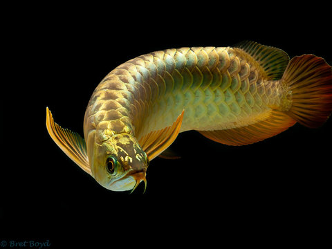 Đặc điểm cách nuôi cá rồng Huyết Long Fafulong 12 Arowana Images – Browse 6,724 Stock Photos, Vectors, and Video | Adobe Stock
