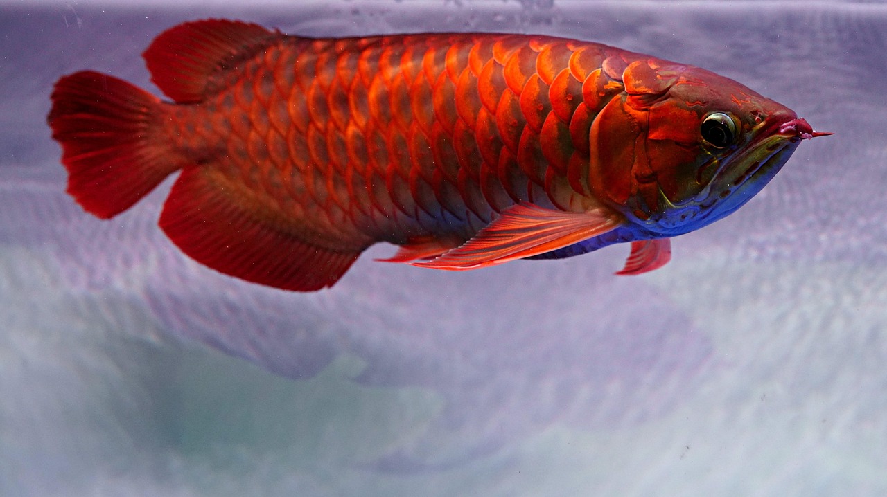Đặc điểm và kỹ thuật nuôi cá rồng Huyết Long Indo 9 9+ Free Arowana & Fish Images - Pixabay