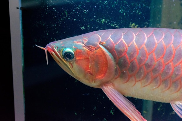 Đặc điểm và kỹ thuật nuôi cá rồng Huyết Long Indo 11 Page 3 | Arowana silver Photos - Download Free High-Quality Pictures | Freepik