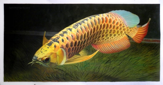 Bảng giá cá rồng Huyết Long Super Red mới nhất 10 Scleropages Formosus - high quality hand-painted original oil painting, Asian Arowana, Asian Bonytongue, Golden Arowana, Golden Dragon Fish
