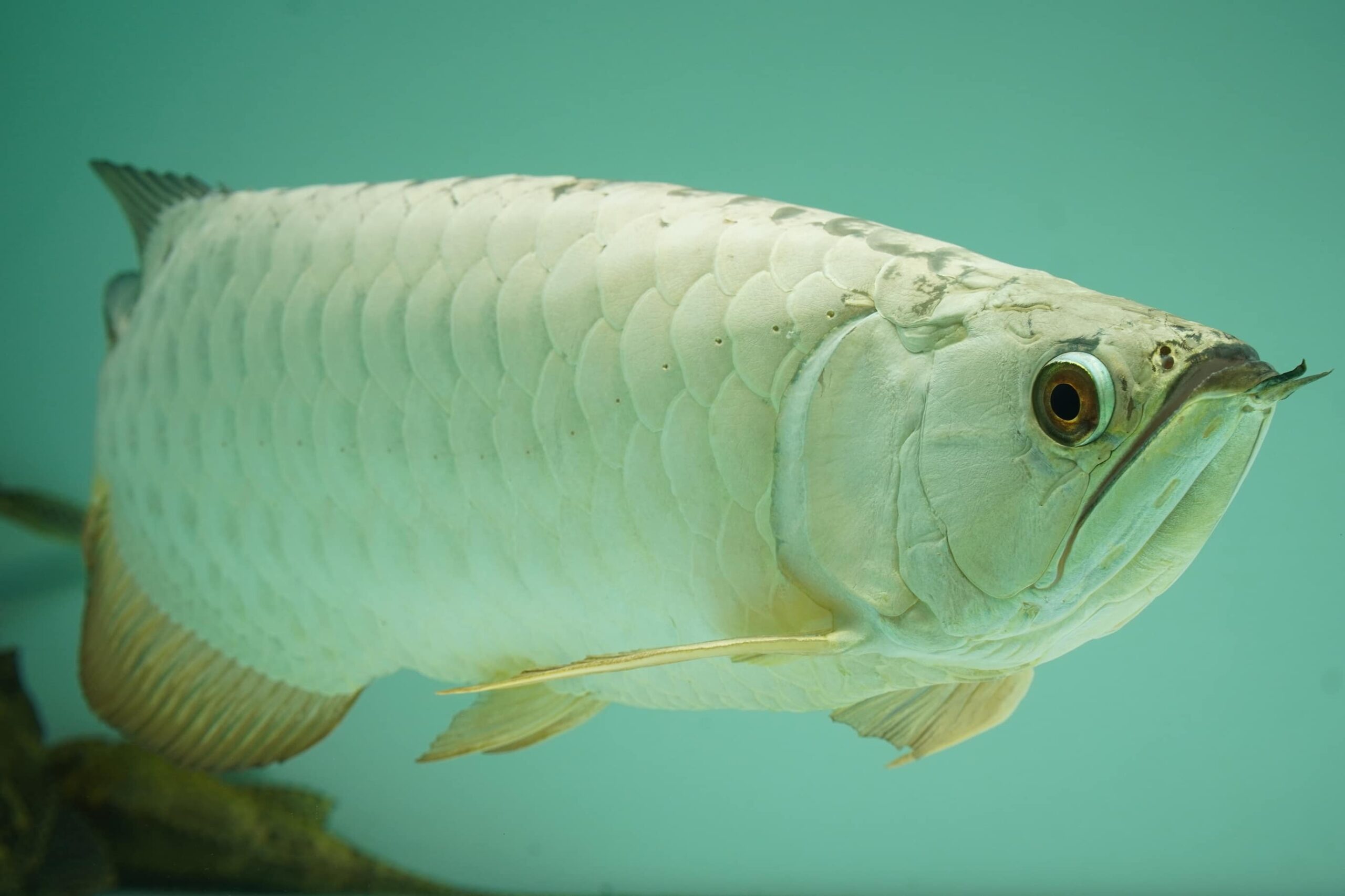 Top các loại cá nuôi chung với cá rồng an toàn nhất 6 Arowana plastic surgeon