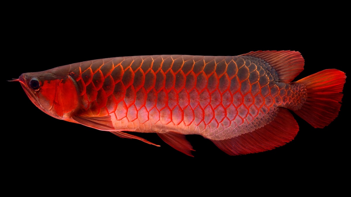 Cách chọn đèn cho cá rồng Kim Long Quá Bối chuẩn 8 Learn About Arowana, or Dragon Fish, From Emily Voigt's Book | National Geographic