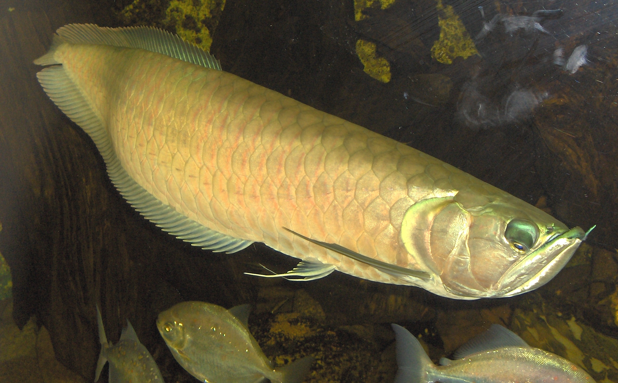 Cách chọn đèn cho cá rồng Kim Long Quá Bối chuẩn 10 Arowana - Wikipedia