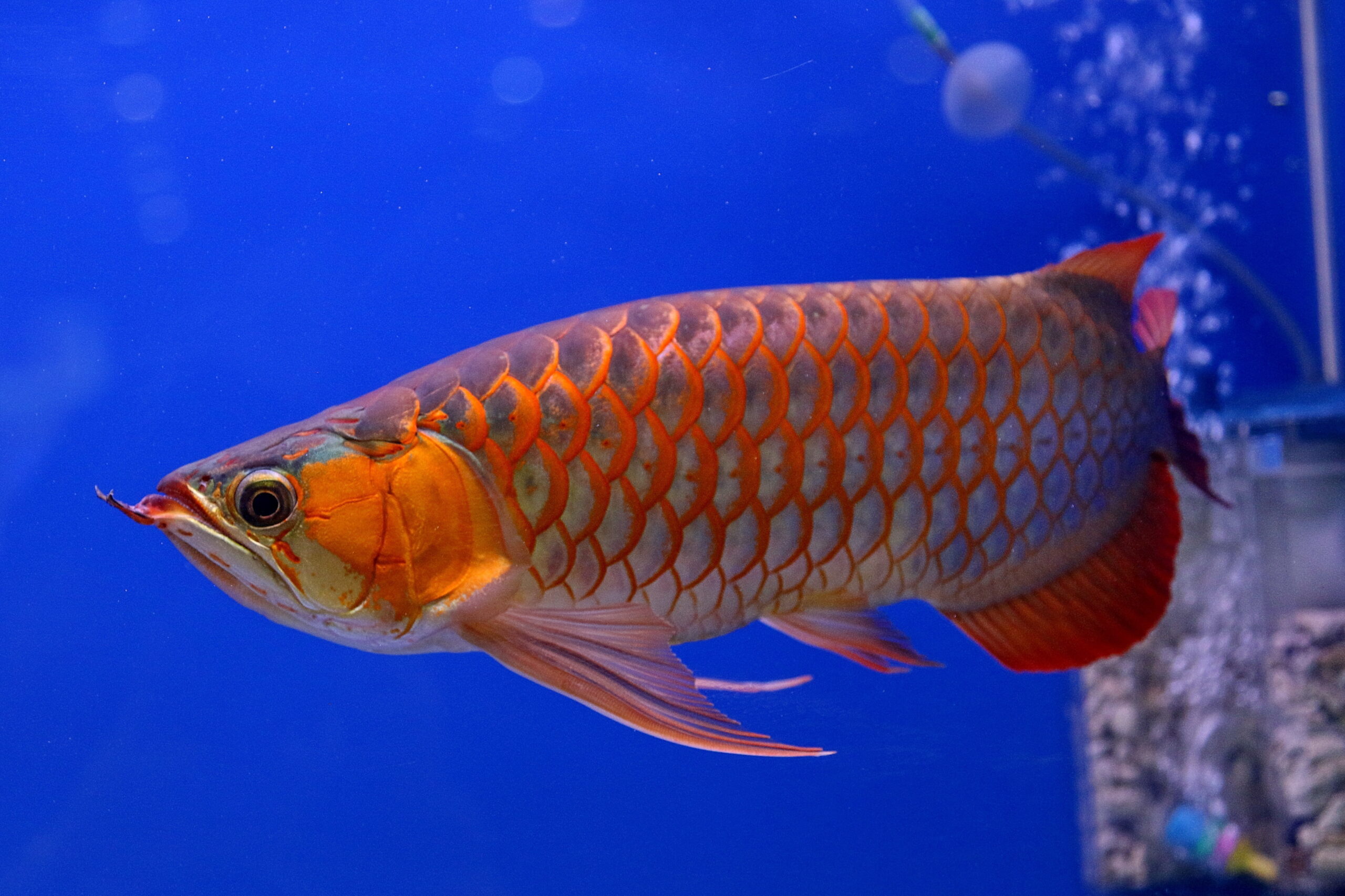 Cách chọn phông nền hồ cá rồng Huyết Long đẹp nhất 9 This Asian Arowana Fish Costs More Than Your Lamborghini