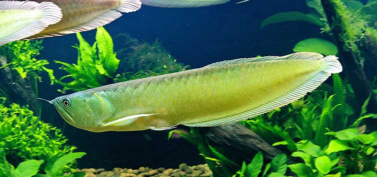 Hướng dẫn cách sơ chế thức ăn cho cá rồng đúng chuẩn 9 The South American Silver Arowana | Tropical Fish Hobbyist Magazine