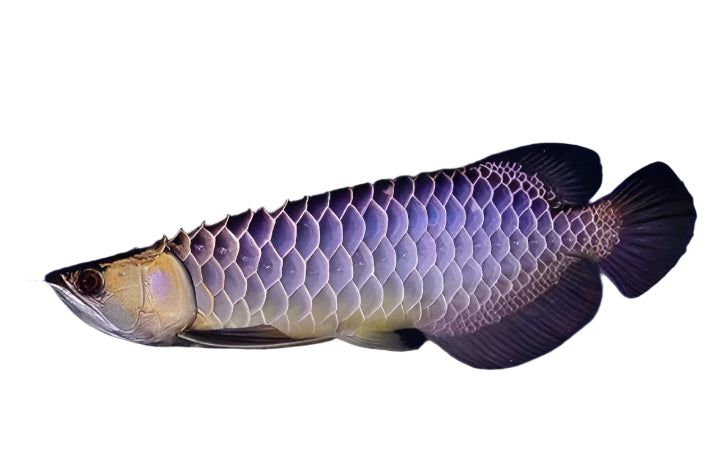 Hướng dẫn cách sử dụng thuốc mê cá rồng an toàn nhất 9 blue base golden arowana - 7 to 9 inch – Ajman Aquarium