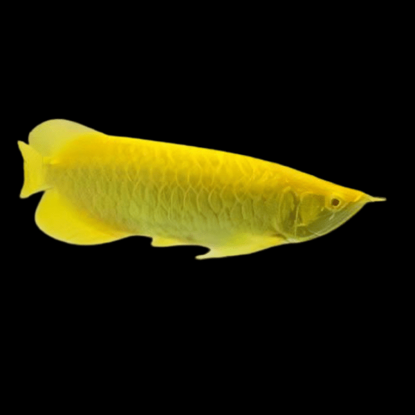 Hướng dẫn cách sử dụng thuốc mê cá rồng an toàn nhất 6 Xanthic Golden Arowana Scleropages Formosus 20cm - dcfreshwaterfish.co.uk
