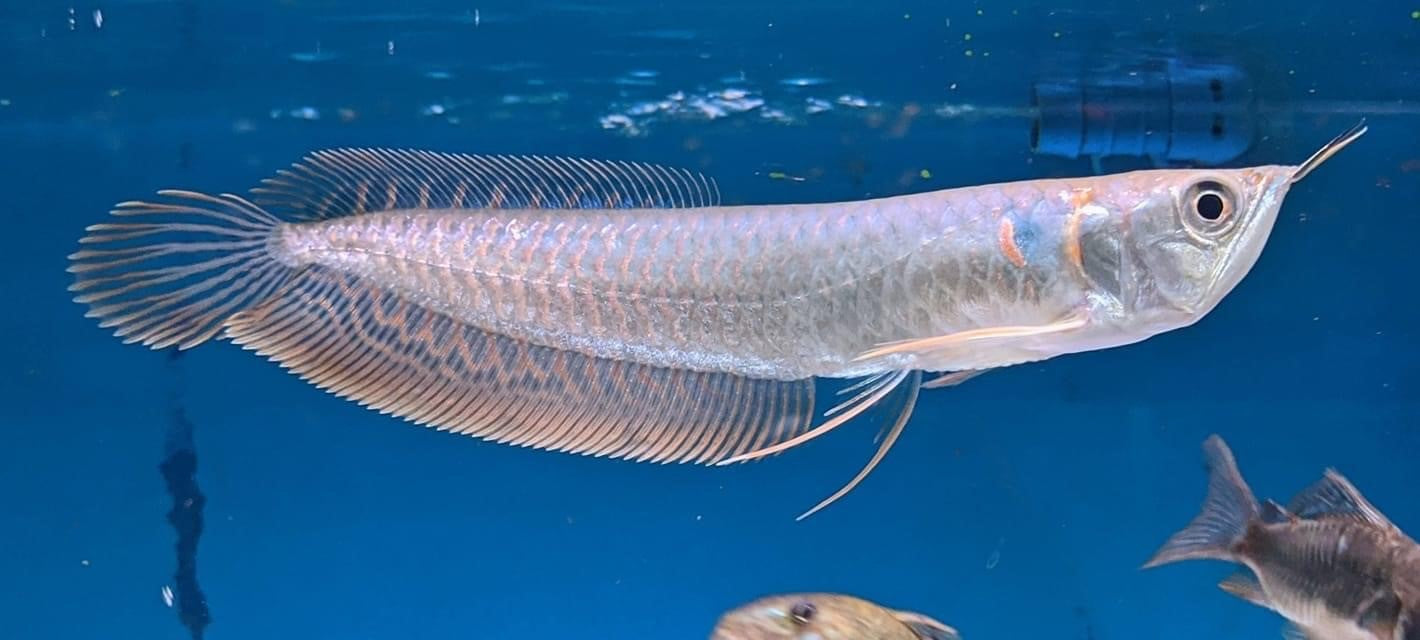 Quy trình cách thay nước hồ cá rồng đúng kỹ thuật 8 A Grade Silver Arowana – RSB AQUATICS