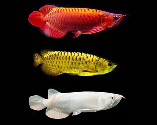 Bí quyết chọn cá rồng theo mệnh chuẩn phong thủy nhất 8 The crazy market for the world's most expensive pet fish