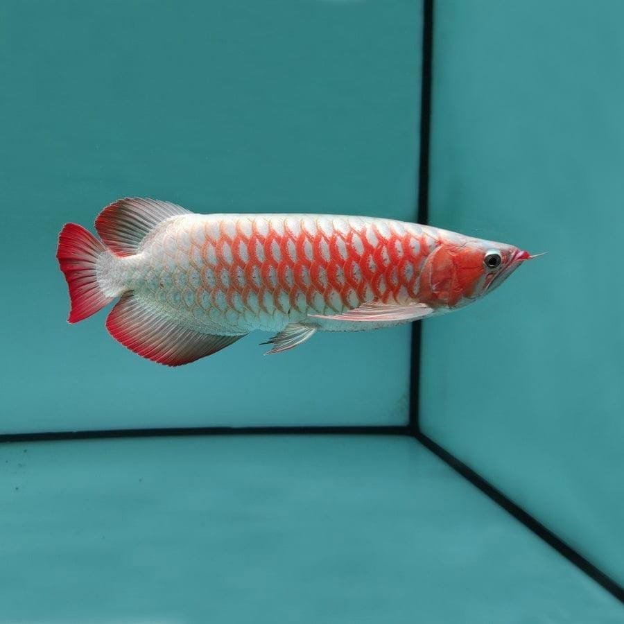 Hướng dẫn kỹ thuật Pom cá rồng Kim Long lên màu 6 Buy Super Red Asian Arowana with Guarantee