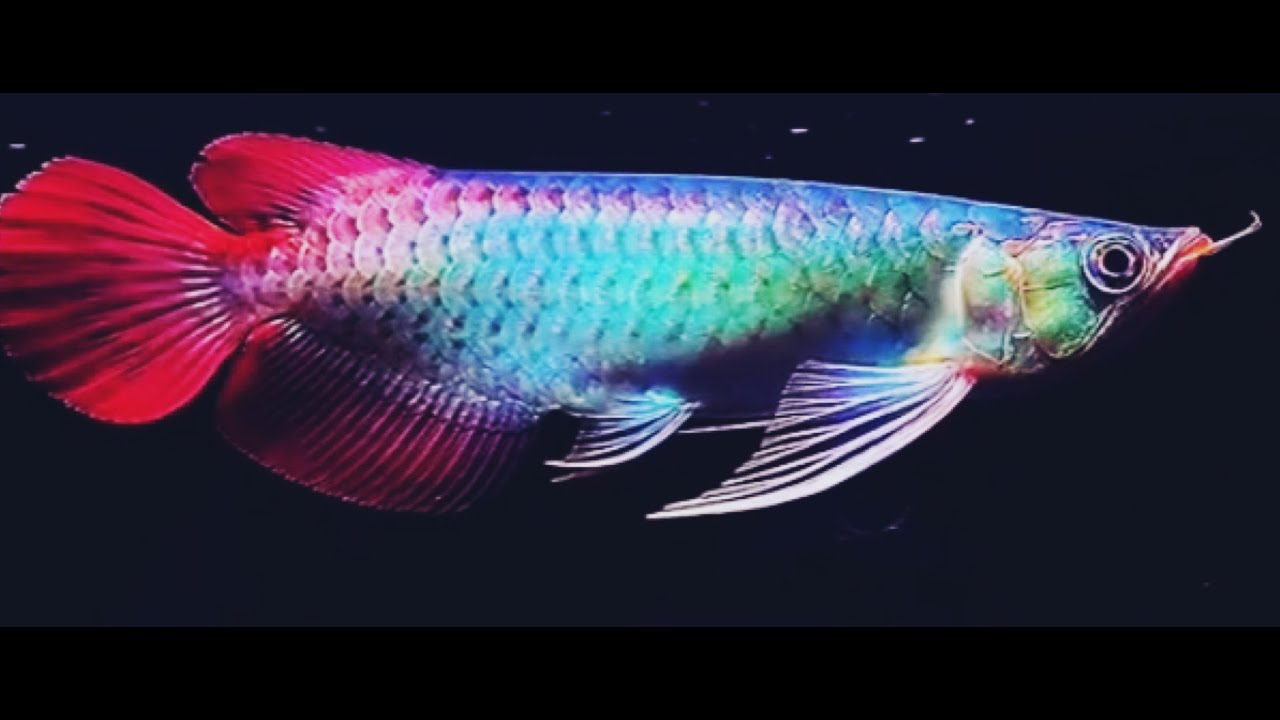 Hướng dẫn kỹ thuật Pom cá rồng Kim Long lên màu 8 Best Top 10 Royal Grade Arowana Fish | Arowana Fish with Royal Colors - The Dragon Fish