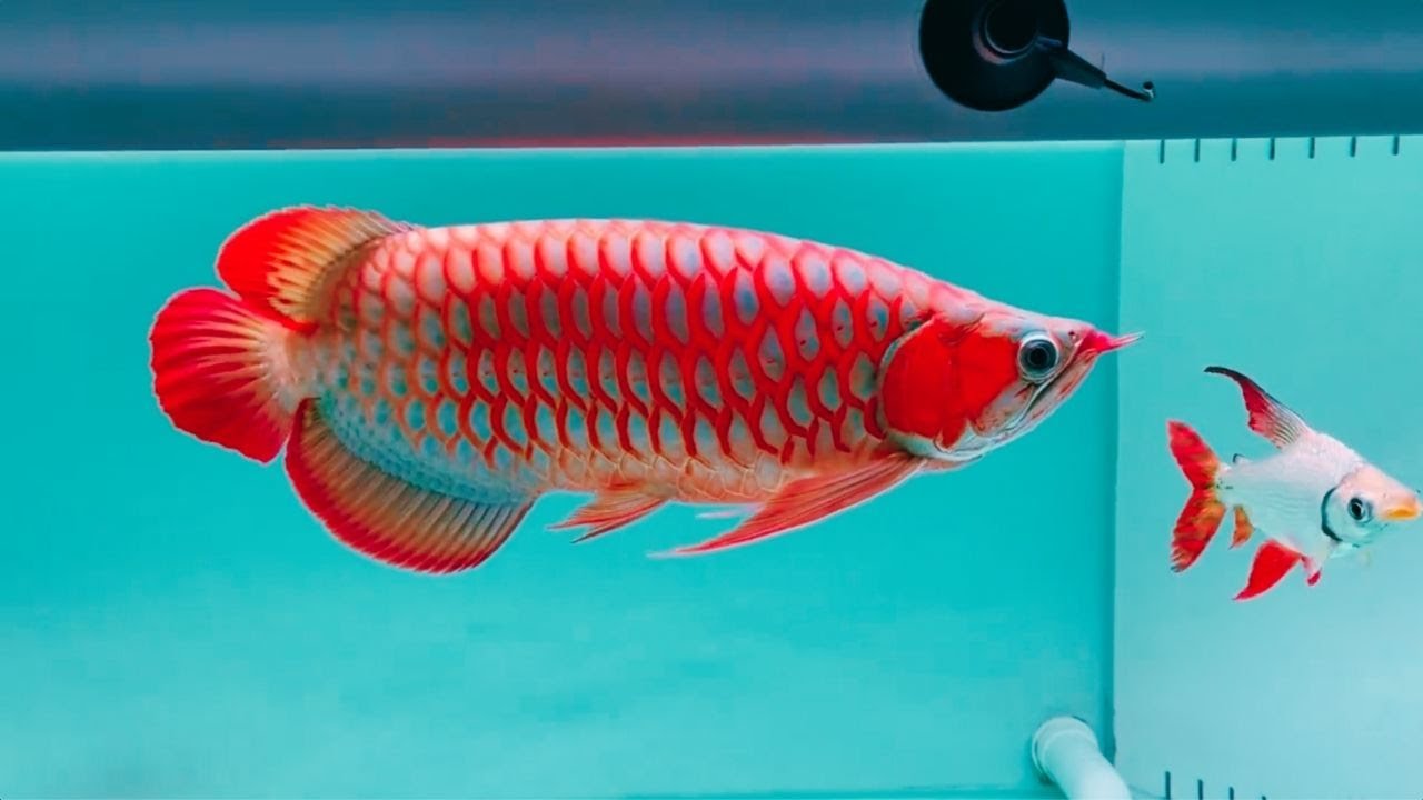 Lịch cho cá rồng ăn chuẩn nhất theo từng giai đoạn 6 Top 10 Most Beautiful Super Red Arowana in Asia | Best Arowana Champion