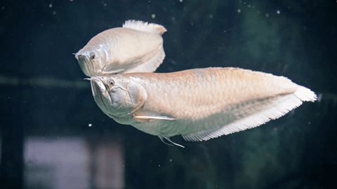 Chọn màu phông nền hồ nuôi Kim Long lên màu đẹp nhất 7 Fresh Arowana Videos: 4K and HD Video Clips for Download