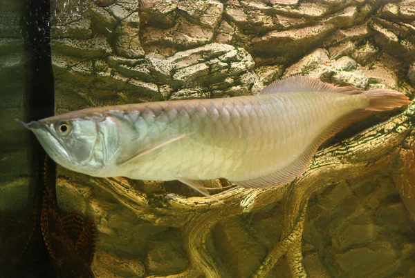 Chọn màu phông nền hồ nuôi Kim Long lên màu đẹp nhất 8 Goldener arowana Stock Photos, Royalty Free Goldener arowana Images | DepositPhotos