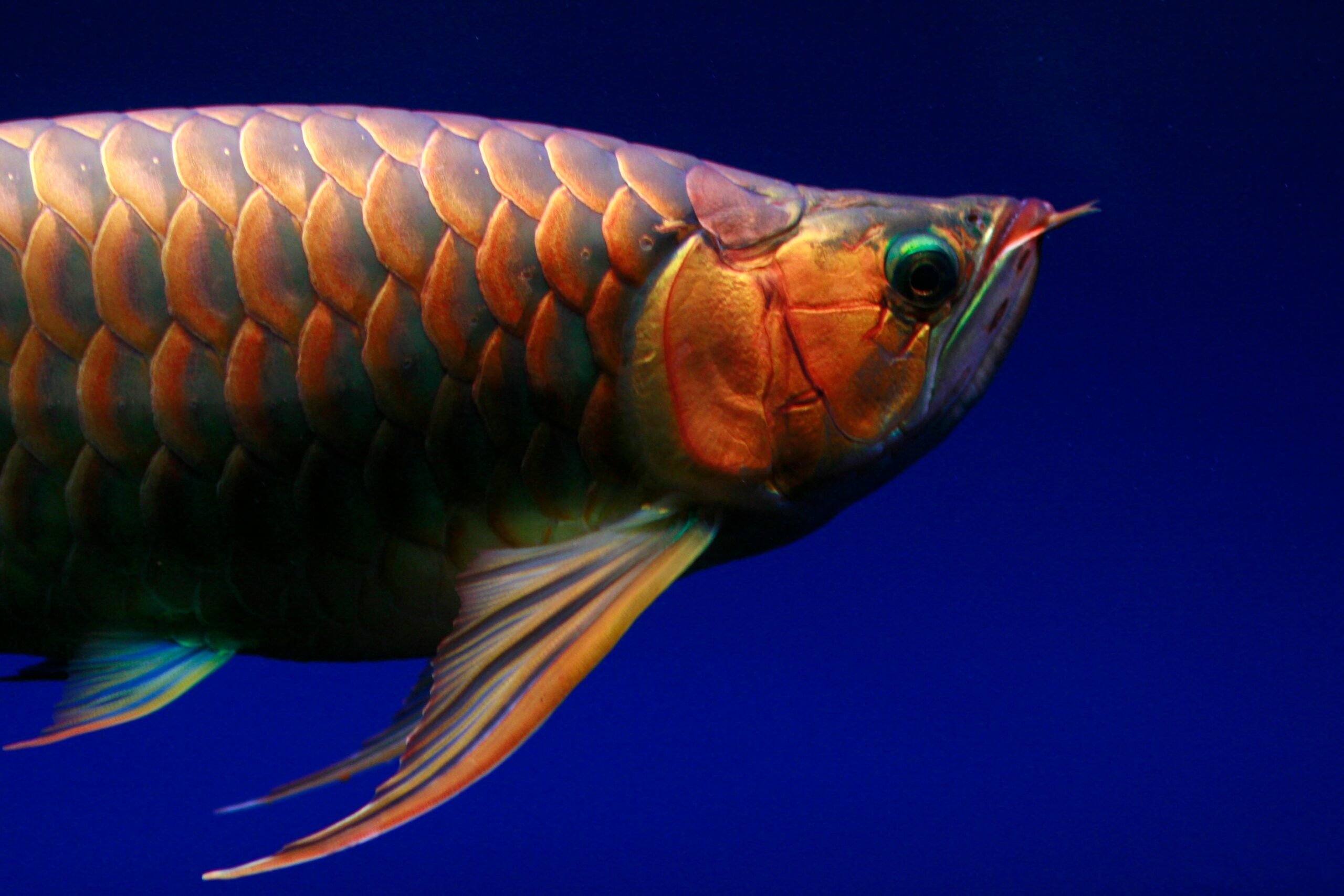 Hướng dẫn cách tập cho cá rồng ăn thức ăn viên chuẩn 9 Close-up Photo of an Arowana Fish · Free Stock Photo