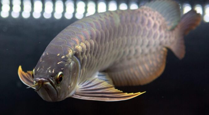 Hướng dẫn bổ sung Vitamin cho cá rồng lên màu đẹp 7 Conserving Arowanas Needs More Than Releasing Fish - Macaranga