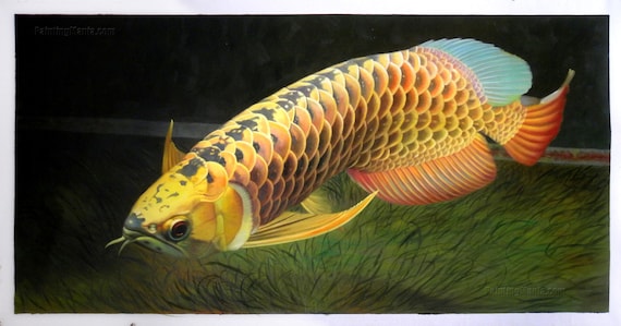 Hướng dẫn bổ sung Vitamin cho cá rồng lên màu đẹp 6 Scleropages Formosus - high quality hand-painted original oil painting, Asian Arowana, Asian Bonytongue, Golden Arowana, Golden Dragon Fish