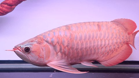 Ý nghĩa phong thủy của cá rồng và cách nuôi tài lộc 7 101 Arowana Fish White Background Stock Video Footage - 4K and HD Video Clips | Shutterstock