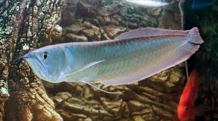 Ý nghĩa phong thủy của cá rồng và cách nuôi tài lộc 6 Osteoglossum Bicirrhosum Silver Arowana In Sun Light Aquarium. High Quality Photo Stock Photo, Picture and Royalty Free Image. Image 164663611.
